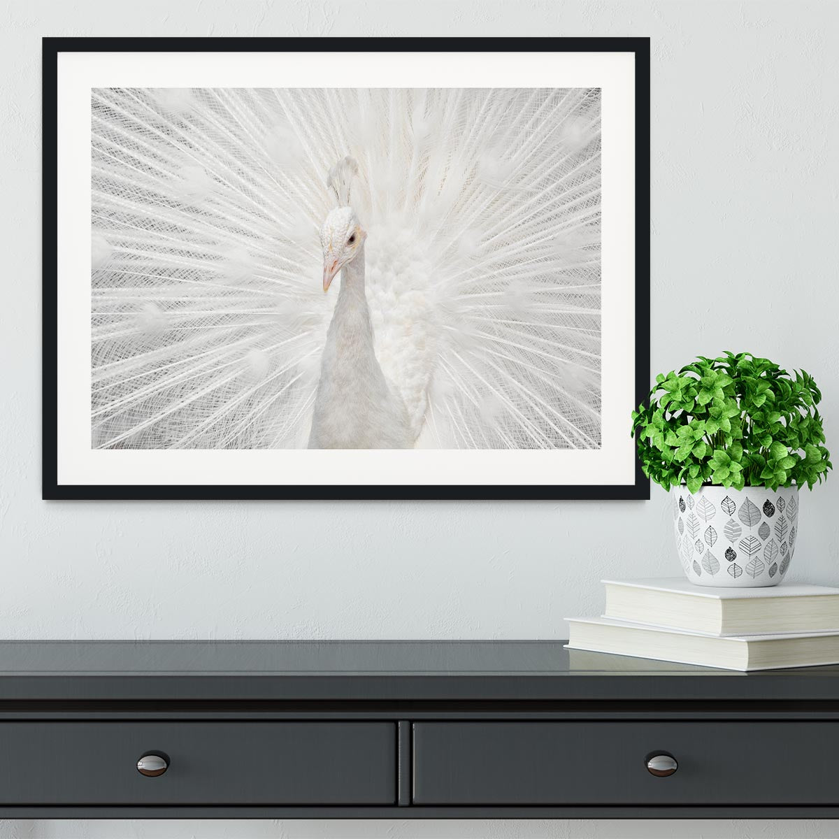 Splendid Whitie Peacock Framed Print - Canvas Art Rocks - 1