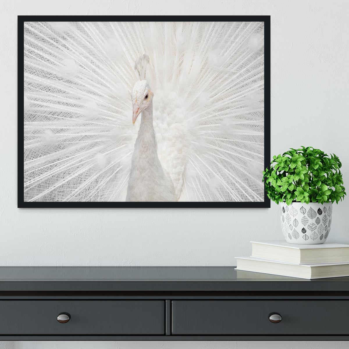 Splendid Whitie Peacock Framed Print - Canvas Art Rocks - 2