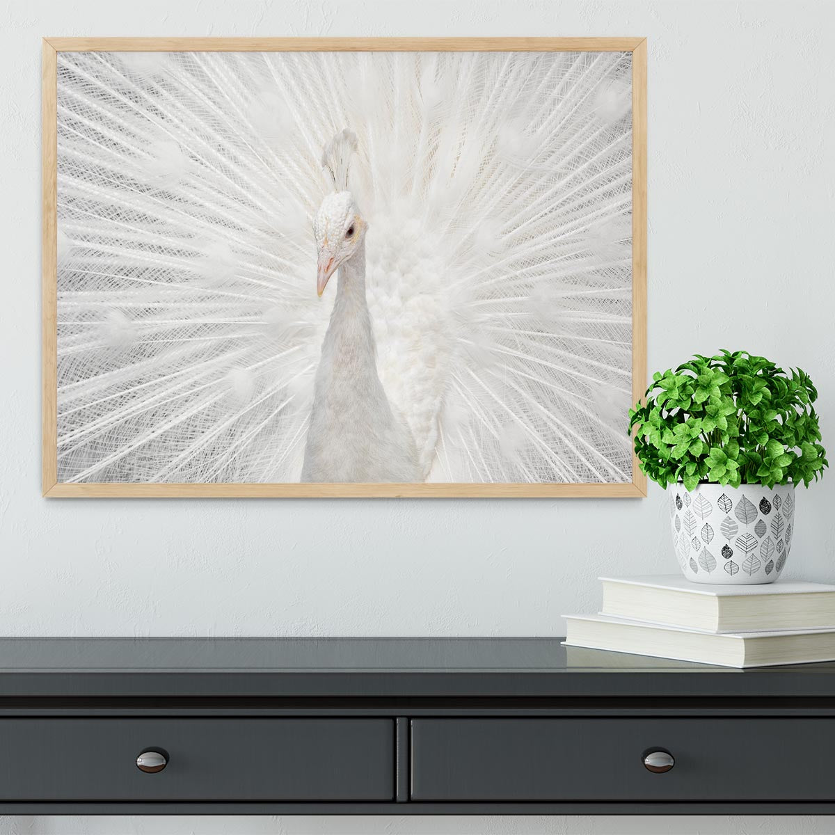 Splendid Whitie Peacock Framed Print - Canvas Art Rocks - 4