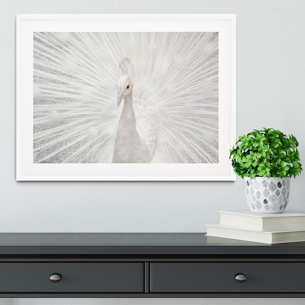 Splendid Whitie Peacock Framed Print - Canvas Art Rocks - 5