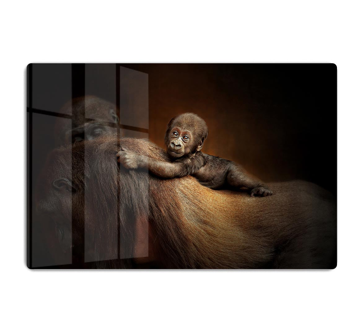 Baby Monkey HD Metal Print - Canvas Art Rocks - 1