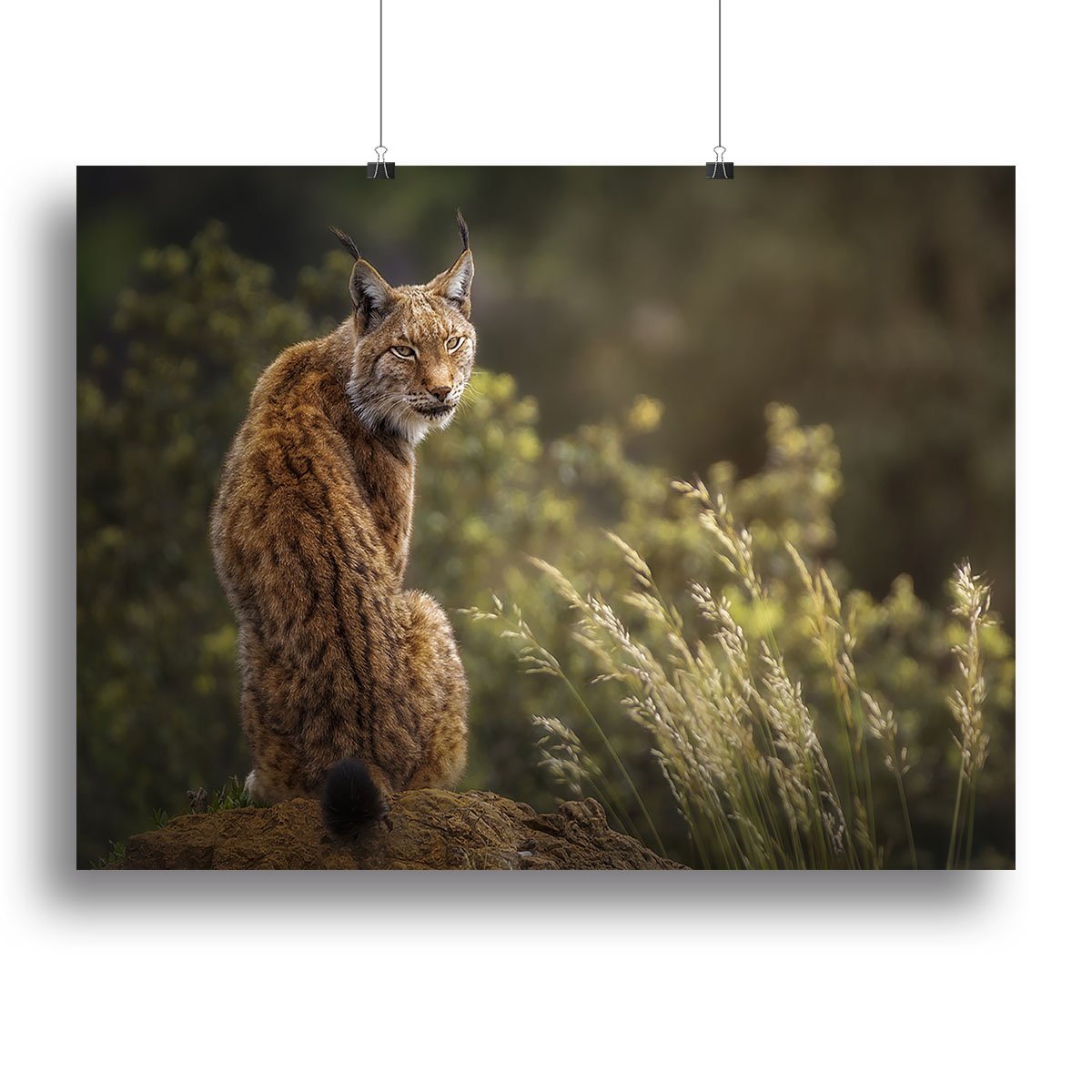 Lynx Fine Art Canvas Print or Poster - Canvas Art Rocks - 2