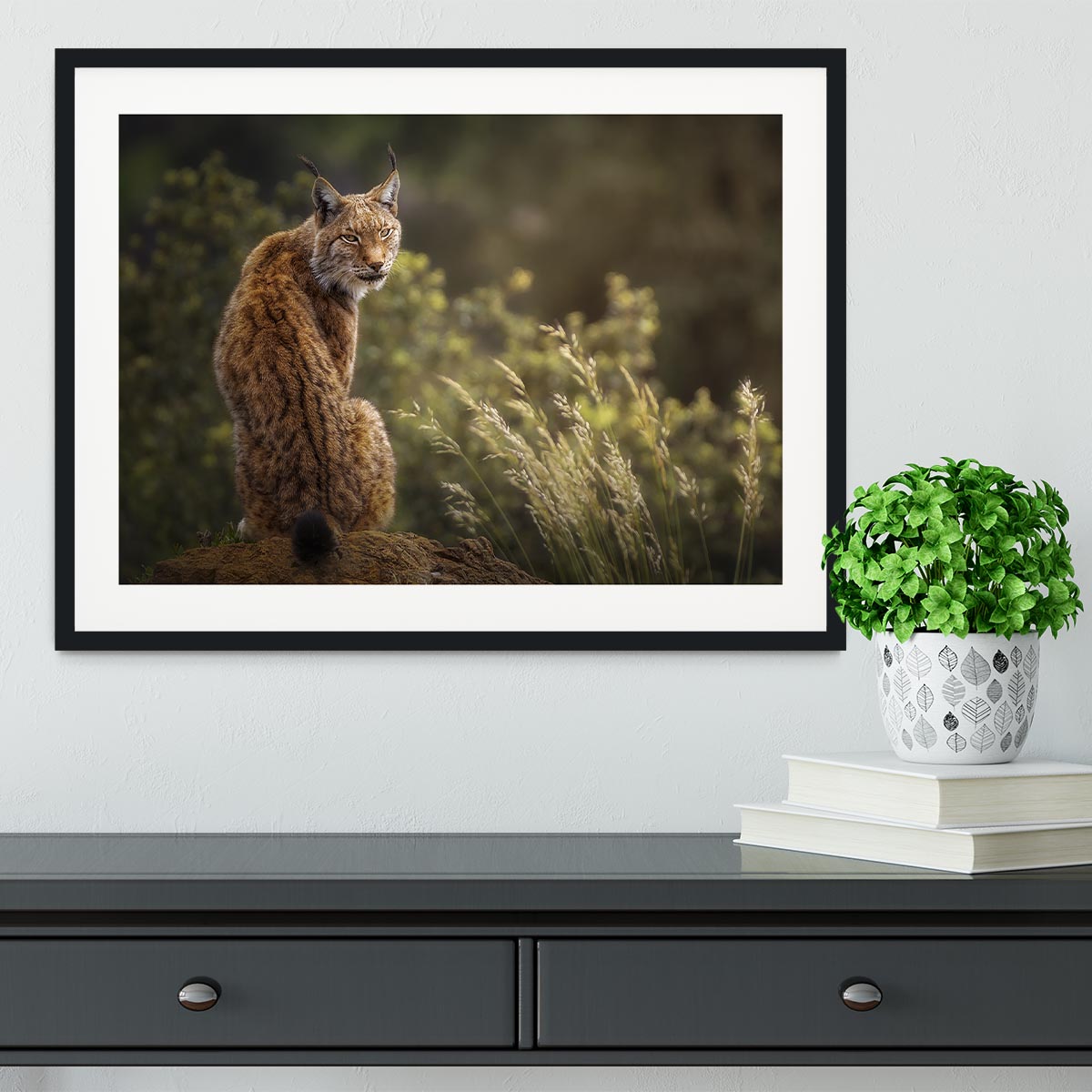 Lynx Fine Art Framed Print - Canvas Art Rocks - 1