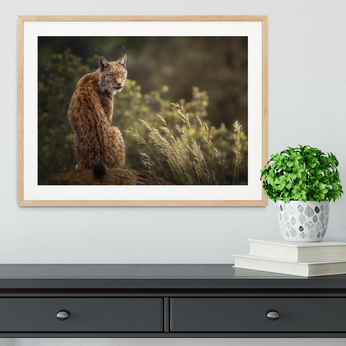 Lynx Fine Art Framed Print - Canvas Art Rocks - 3