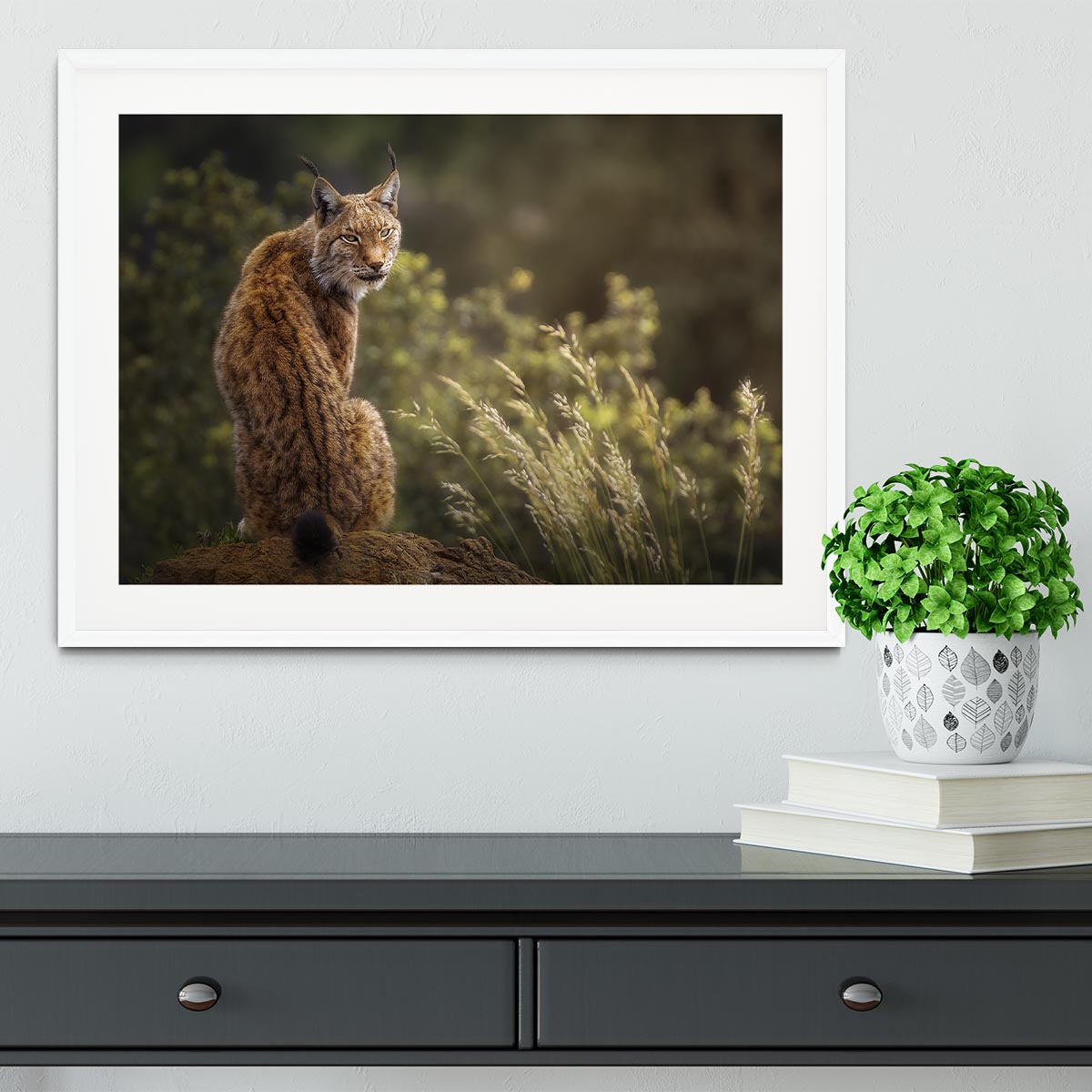 Lynx Fine Art Framed Print - Canvas Art Rocks - 5