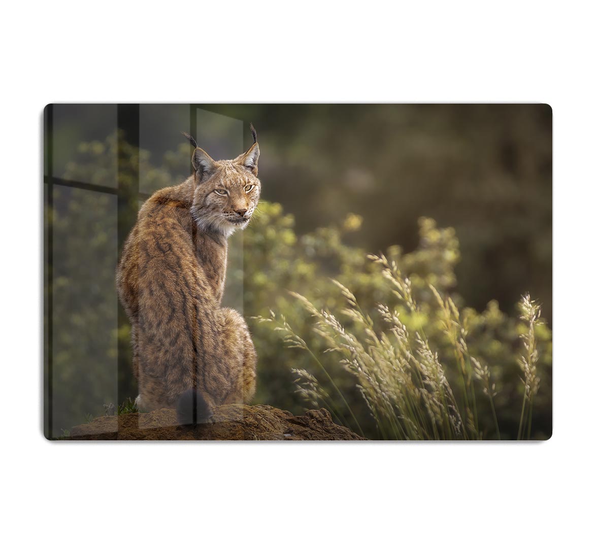 Lynx Fine Art HD Metal Print - Canvas Art Rocks - 1