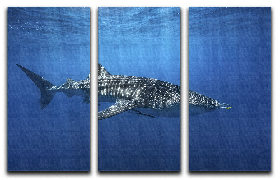 Whale Shark In The Blue 3 Split Panel Canvas Print - Canvas Art Rocks - 1