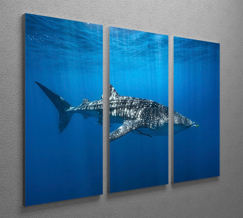 Whale Shark In The Blue 3 Split Panel Canvas Print - Canvas Art Rocks - 2