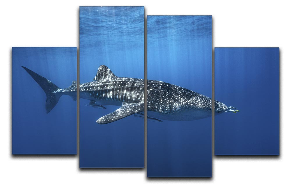 Whale Shark In The Blue 4 Split Panel Canvas - Canvas Art Rocks - 1