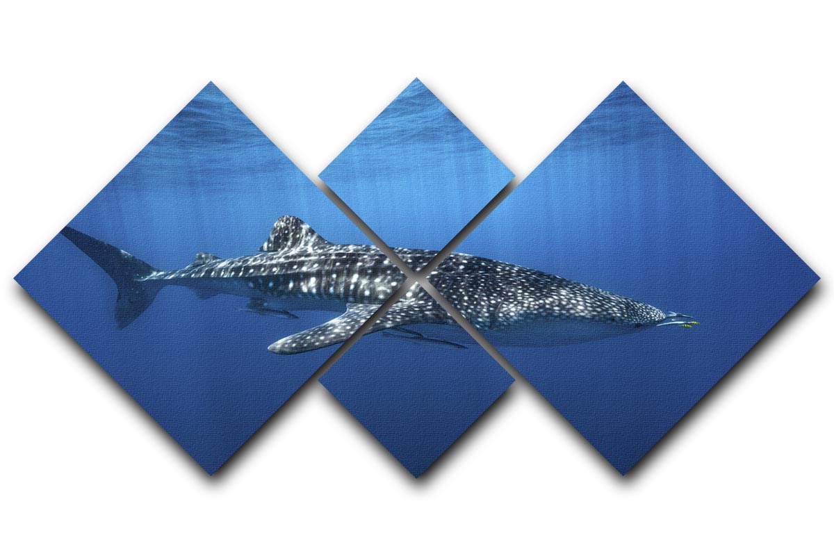Whale Shark In The Blue 4 Square Multi Panel Canvas - Canvas Art Rocks - 1