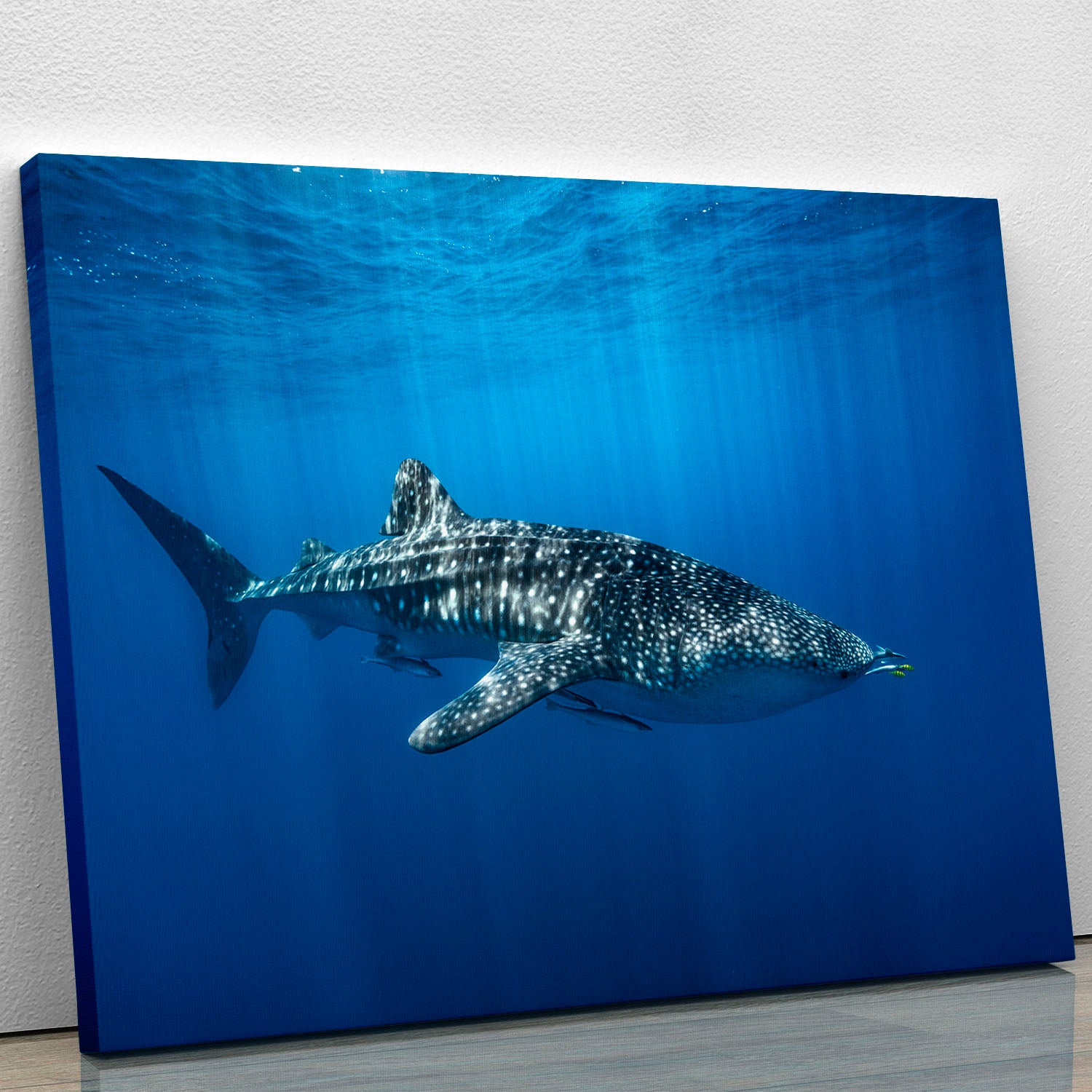 Whale Shark In The Blue Canvas Print or Poster - Canvas Art Rocks - 1