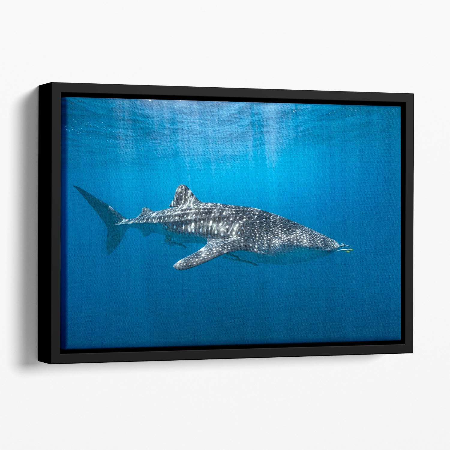 Whale Shark In The Blue Floating Framed Canvas - Canvas Art Rocks - 1