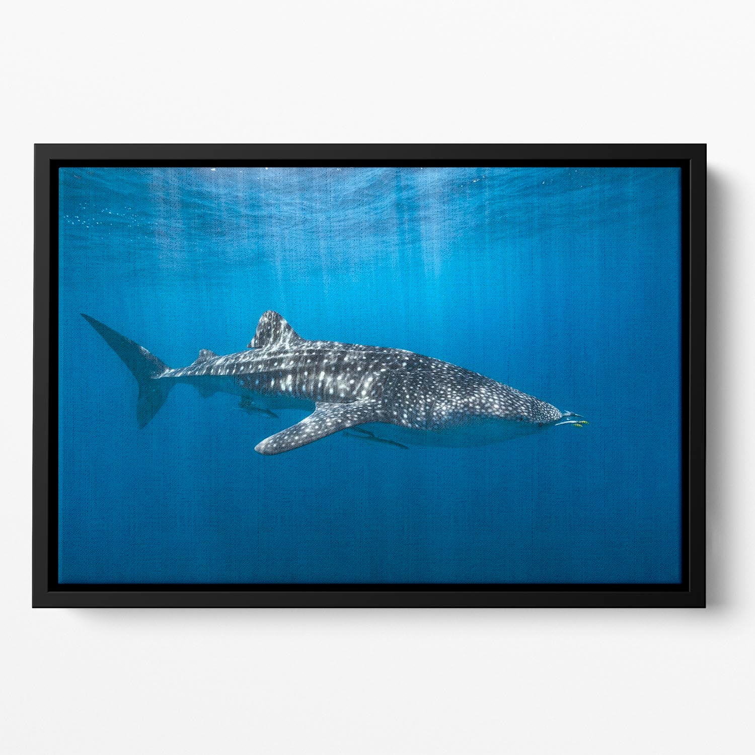 Whale Shark In The Blue Floating Framed Canvas - Canvas Art Rocks - 2