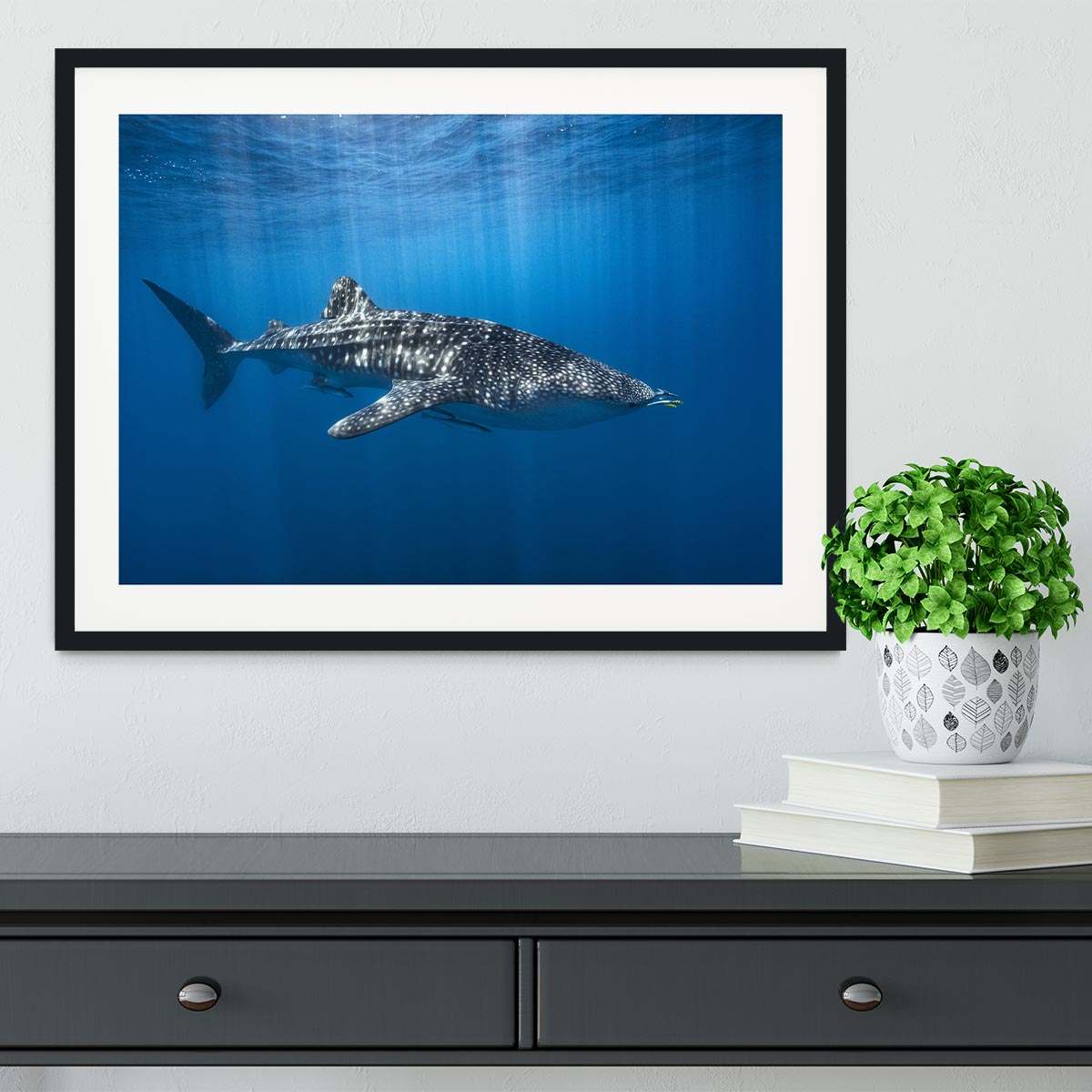 Whale Shark In The Blue Framed Print - Canvas Art Rocks - 1
