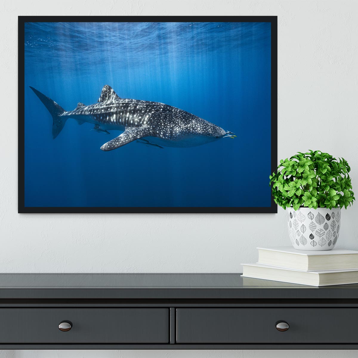 Whale Shark In The Blue Framed Print - Canvas Art Rocks - 2