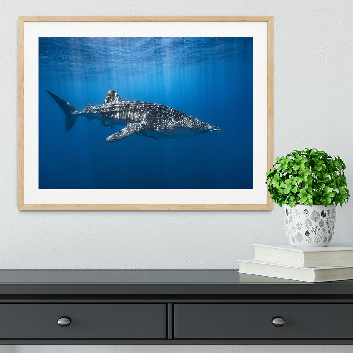 Whale Shark In The Blue Framed Print - Canvas Art Rocks - 3