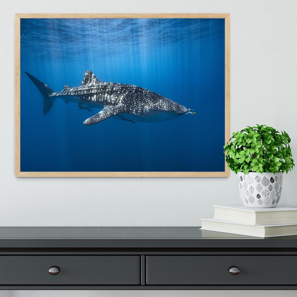 Whale Shark In The Blue Framed Print - Canvas Art Rocks - 4