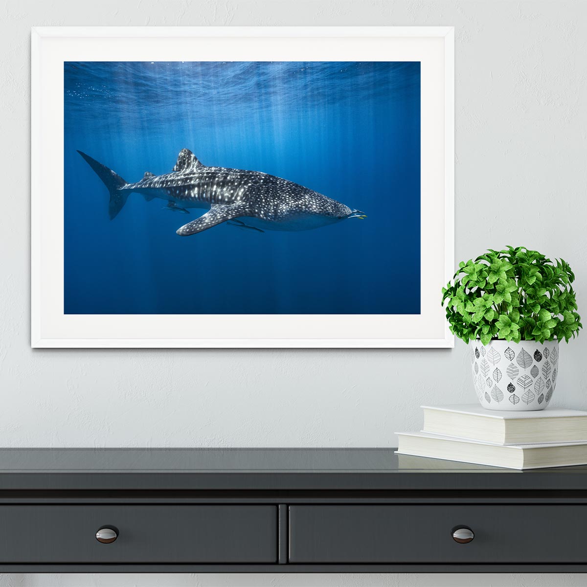 Whale Shark In The Blue Framed Print - Canvas Art Rocks - 5