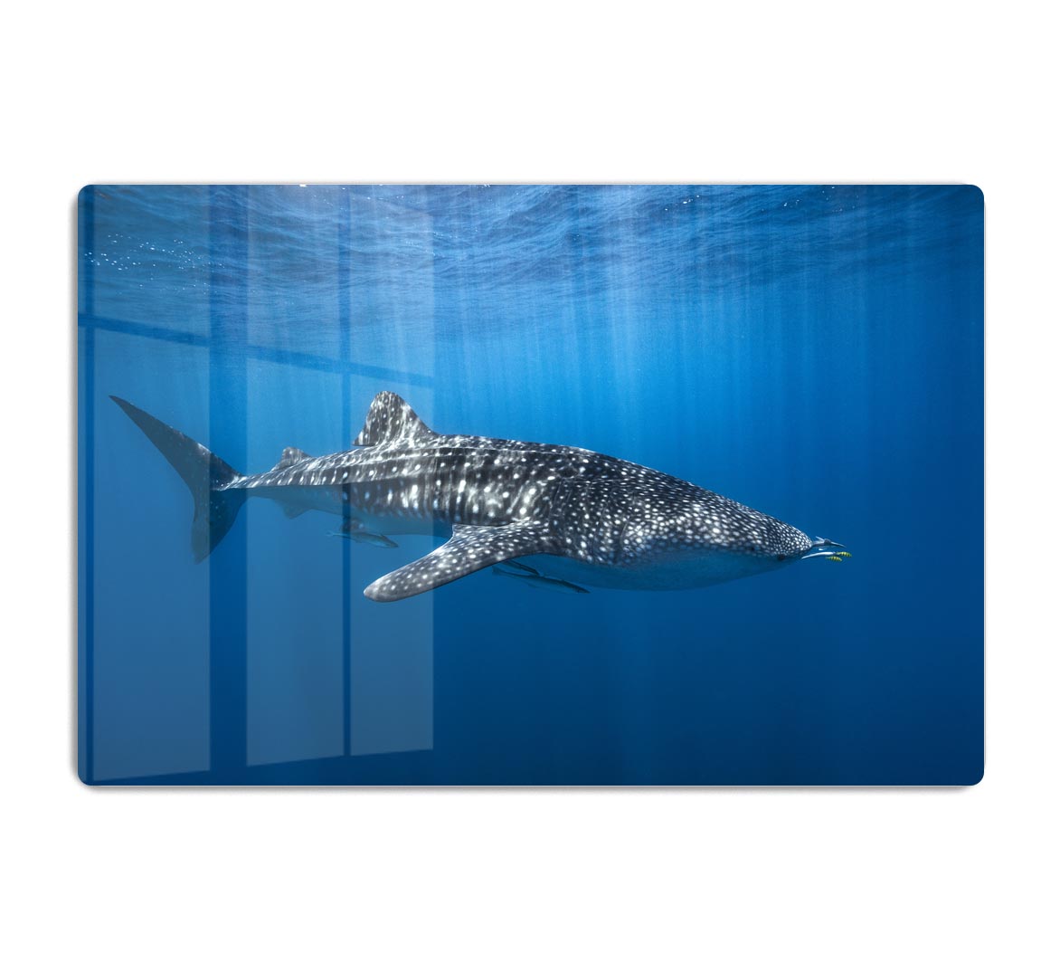 Whale Shark In The Blue HD Metal Print - Canvas Art Rocks - 1