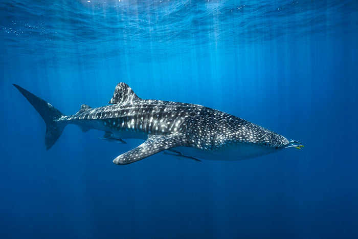 Whale Shark In The Blue Wall Mural Wallpaper
