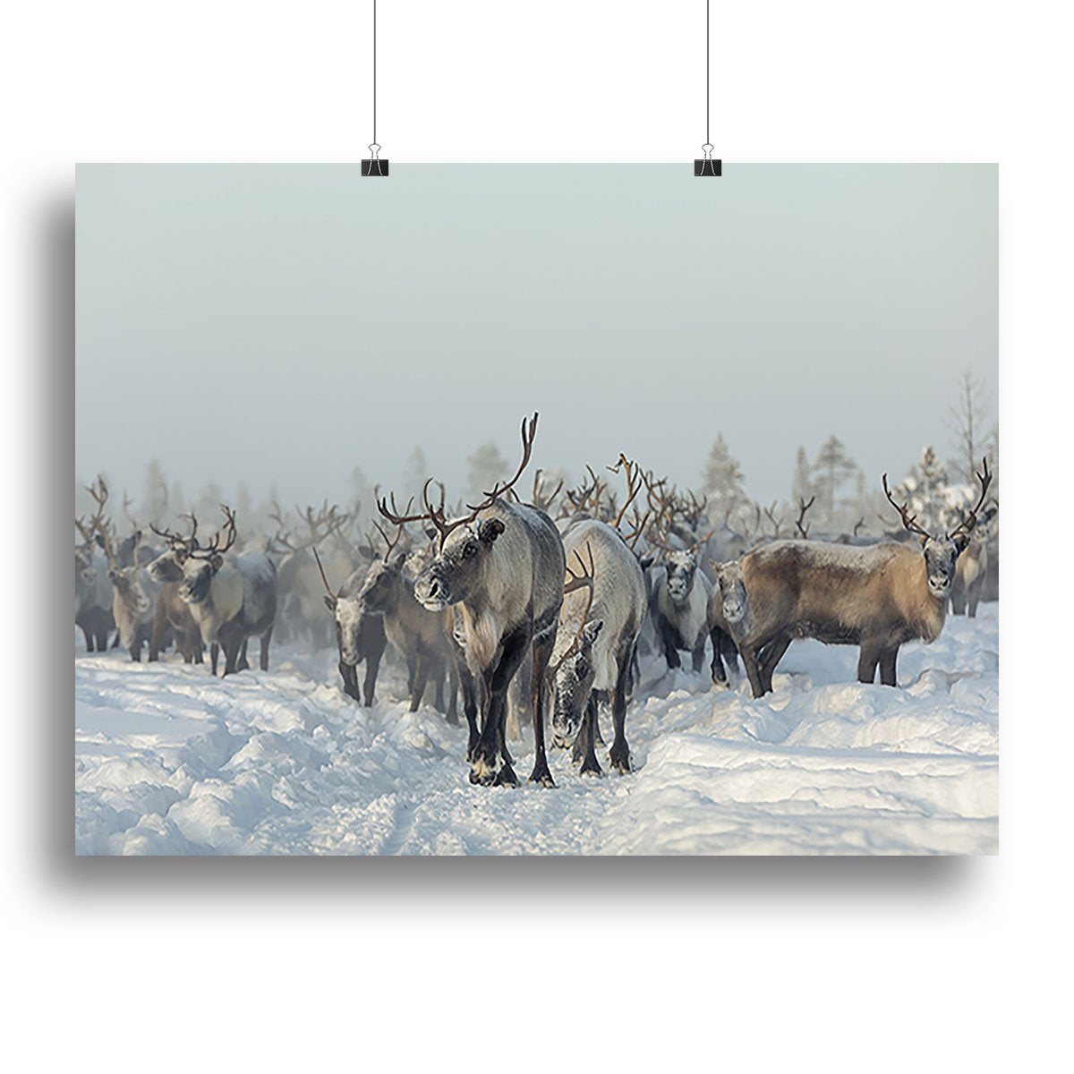 Reindeers Canvas Print or Poster - Canvas Art Rocks - 2