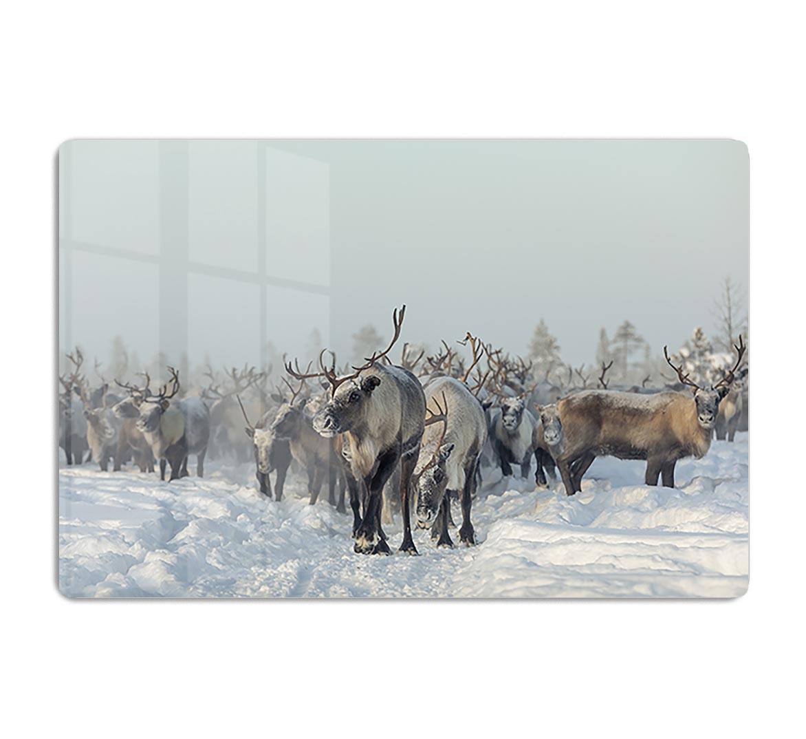 Reindeers HD Metal Print - Canvas Art Rocks - 1