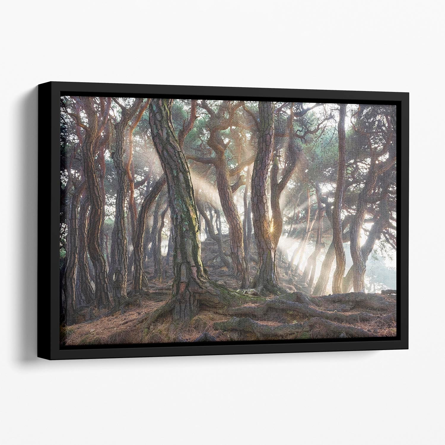 Sacred Pine Trees Floating Framed Canvas - Canvas Art Rocks - 1