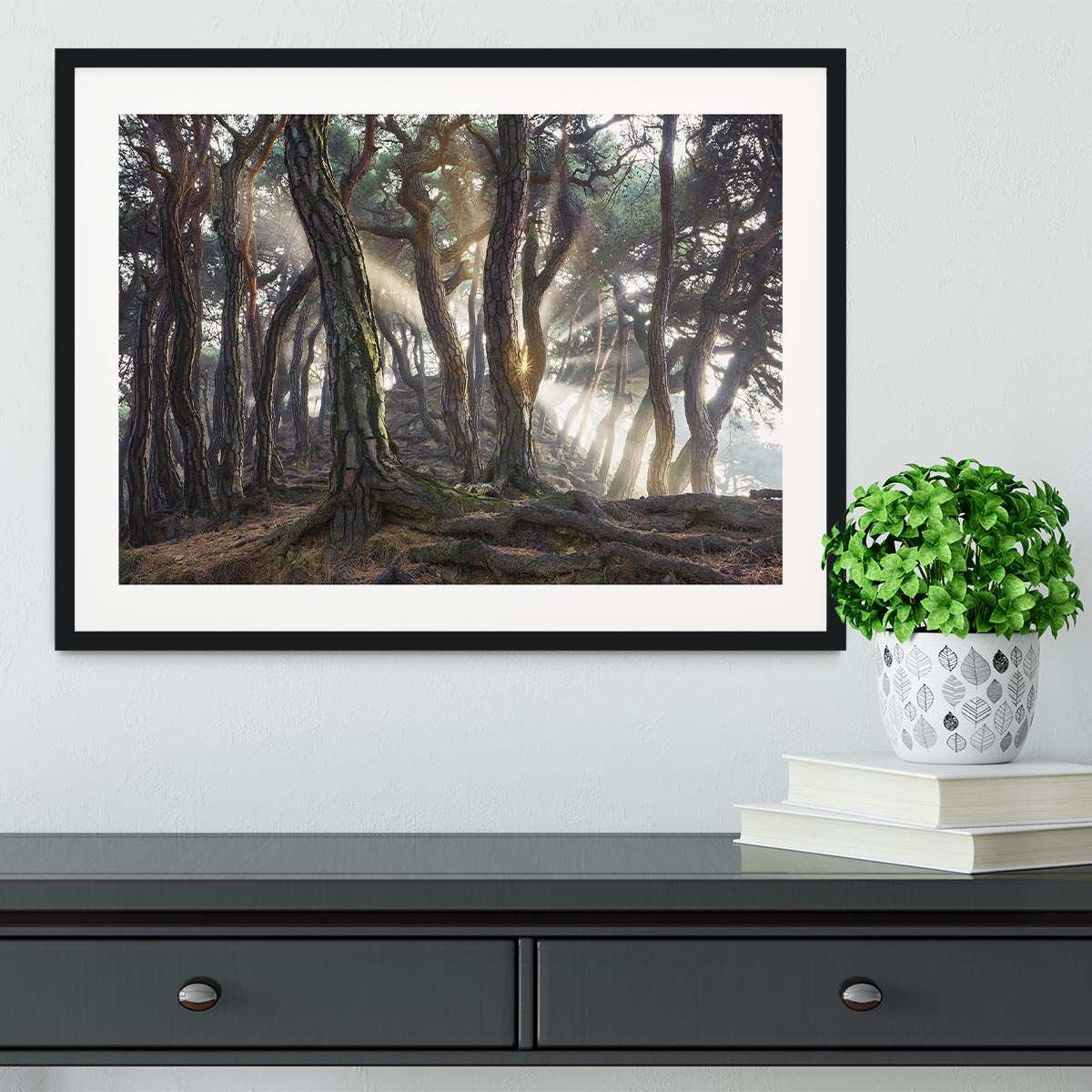 Sacred Pine Trees Framed Print - Canvas Art Rocks - 1