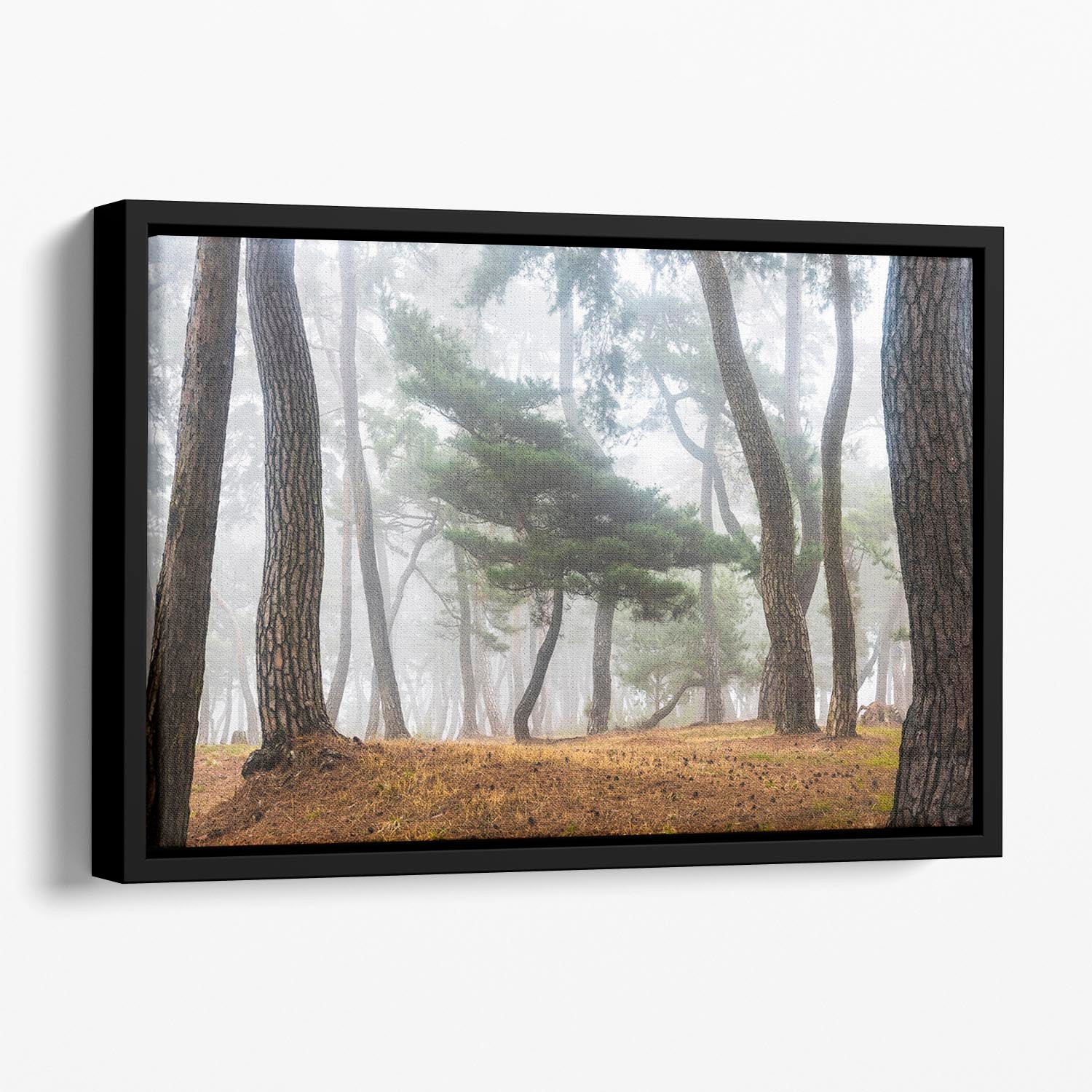 In The Misty Pine Forest Floating Framed Canvas - Canvas Art Rocks - 1