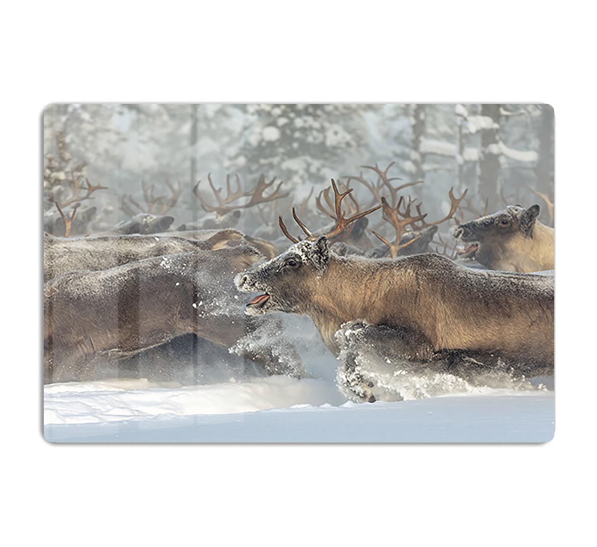 Reindeers III HD Metal Print - Canvas Art Rocks - 1