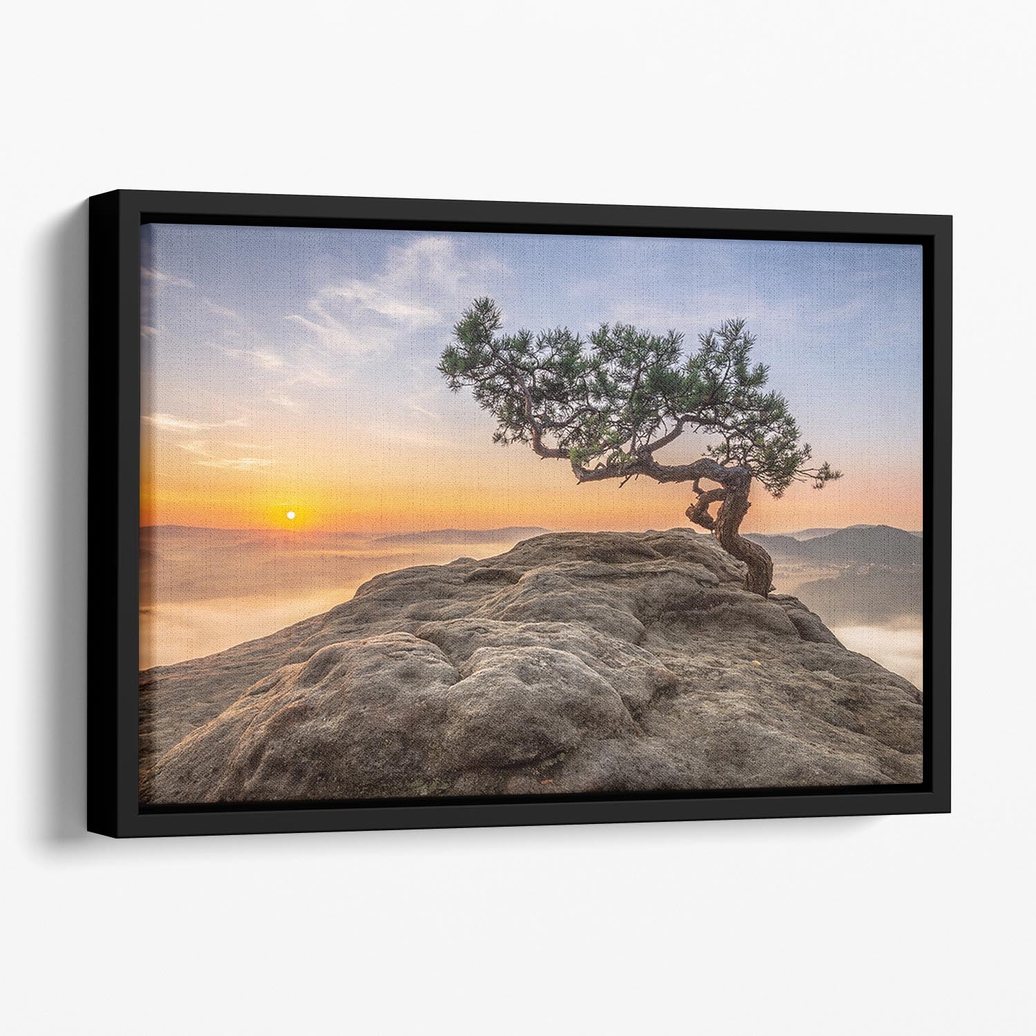 Old Pine Floating Framed Canvas - Canvas Art Rocks - 1