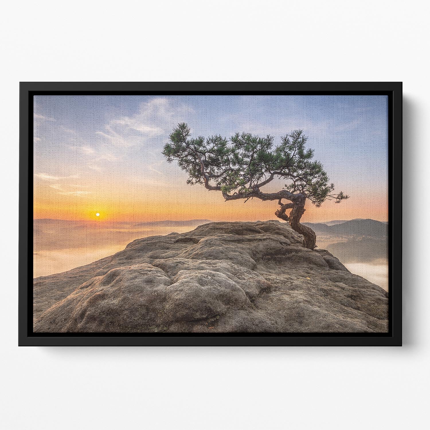 Old Pine Floating Framed Canvas - Canvas Art Rocks - 2