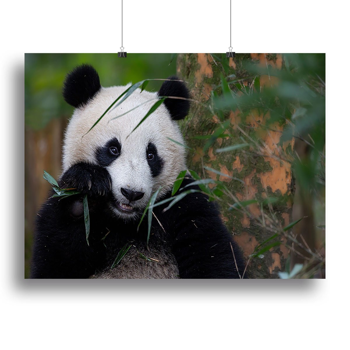 Bamboo Time Canvas Print or Poster - Canvas Art Rocks - 2