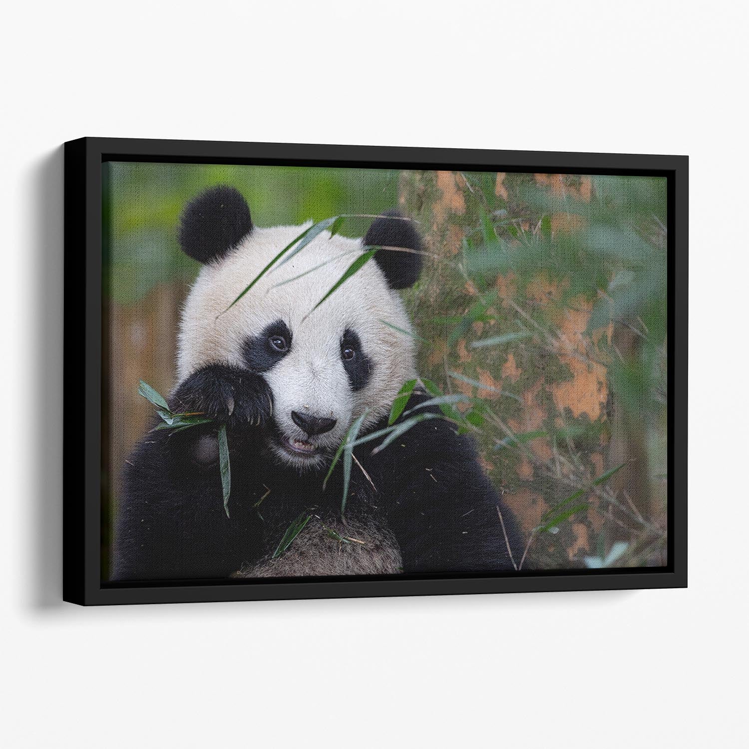 Bamboo Time Floating Framed Canvas - Canvas Art Rocks - 1