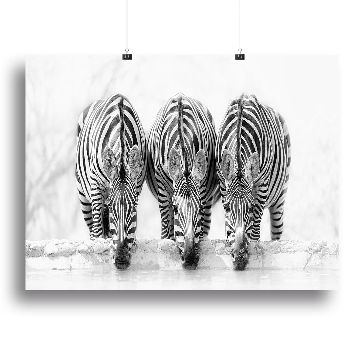 Zebras Drinking Canvas Print or Poster - Canvas Art Rocks - 2