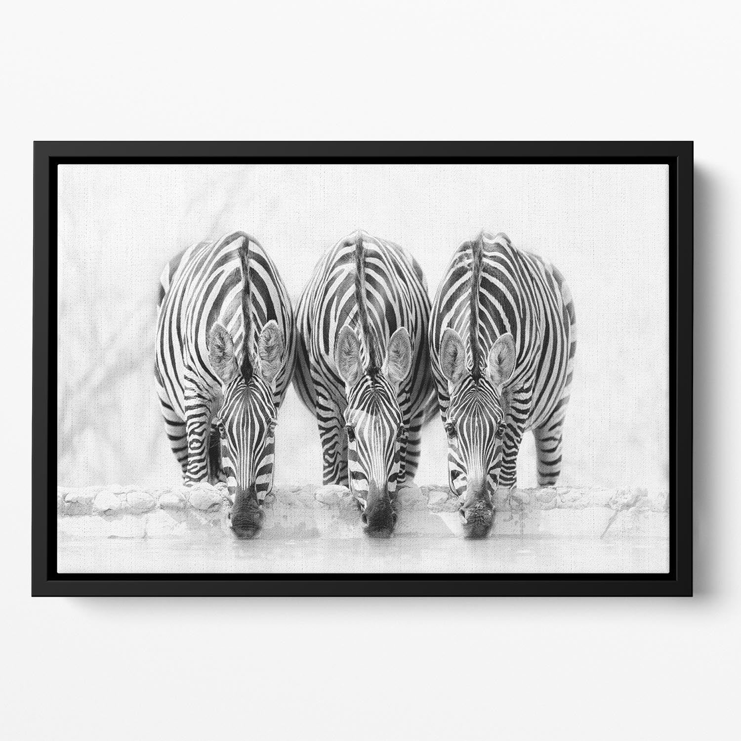 Zebras Drinking Floating Framed Canvas - Canvas Art Rocks - 2
