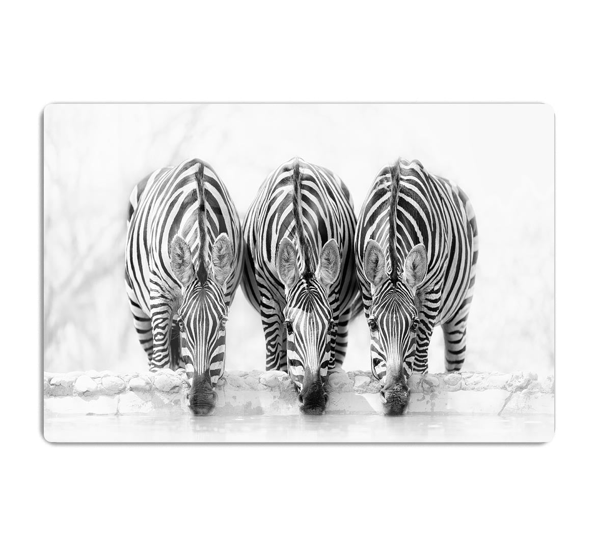 Zebras Drinking HD Metal Print - Canvas Art Rocks - 1