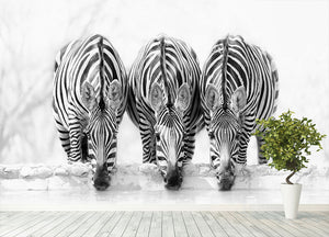 Zebras Drinking Wall Mural Wallpaper - Canvas Art Rocks - 4