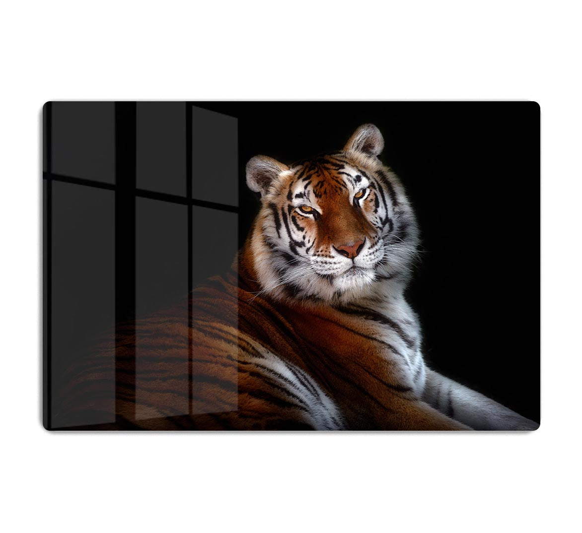 Serenity Tiger HD Metal Print - Canvas Art Rocks - 1