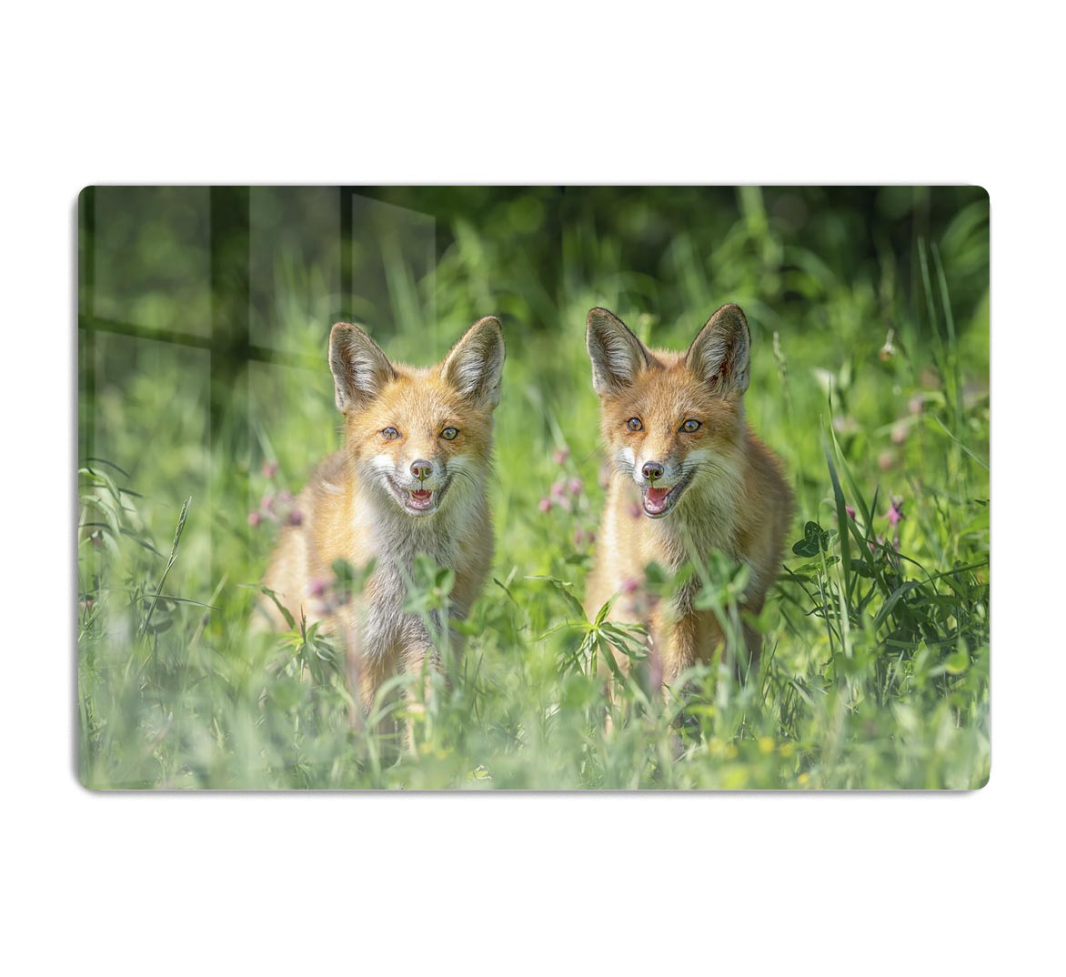 Foxes In Sprint HD Metal Print - Canvas Art Rocks - 1