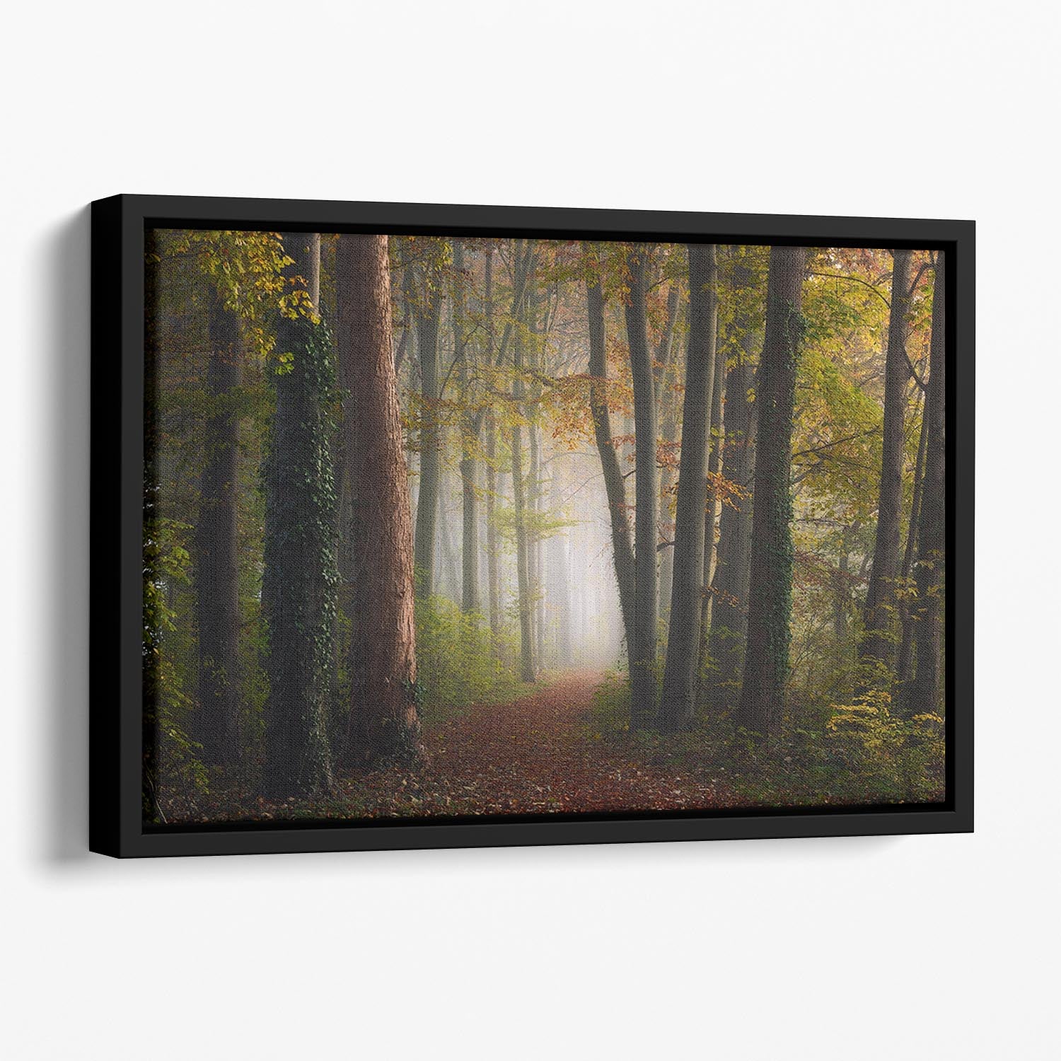 Autumn Colorful Forest Floating Framed Canvas - Canvas Art Rocks - 1
