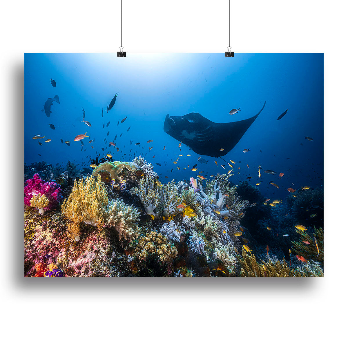 Manta Reef On The Reef Canvas Print or Poster - Canvas Art Rocks - 2