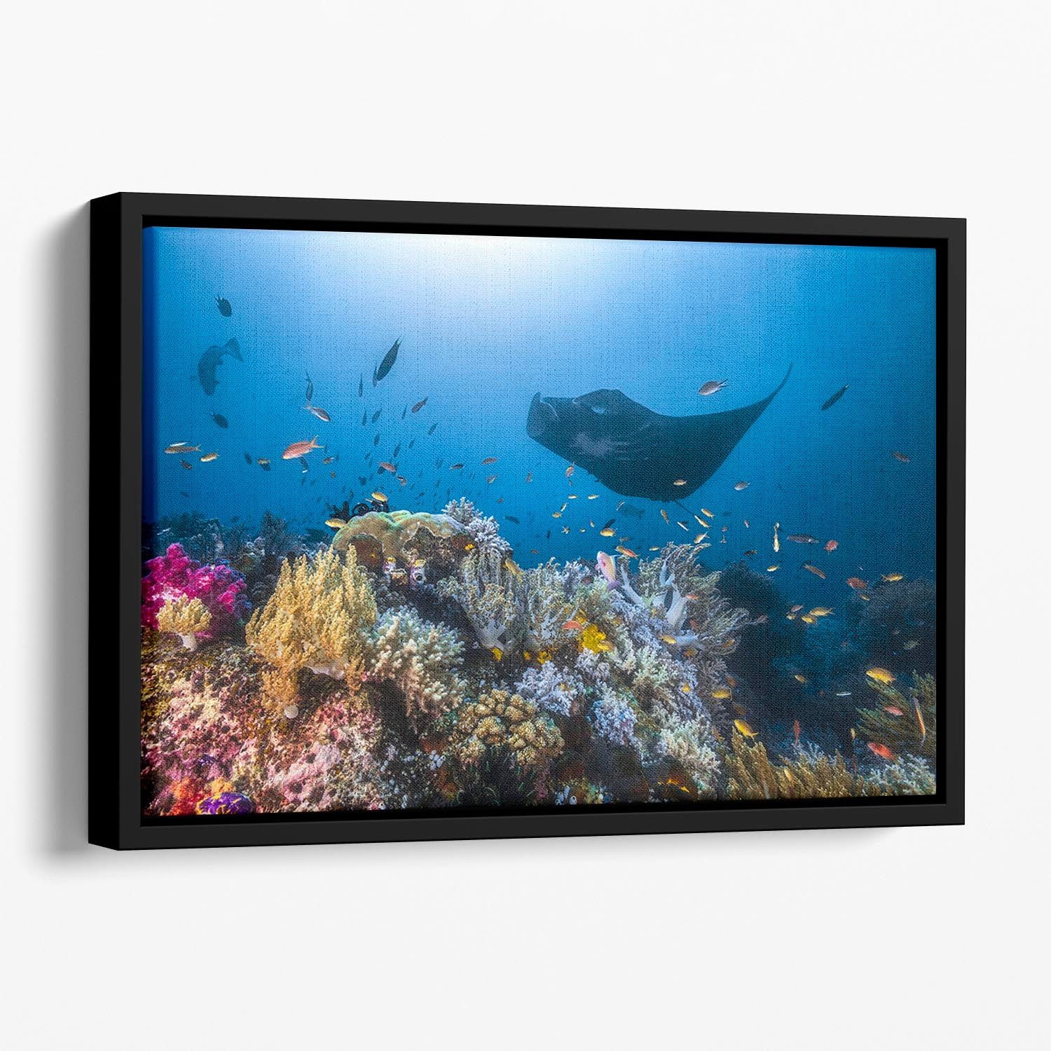 Manta Reef On The Reef Floating Framed Canvas - Canvas Art Rocks - 1