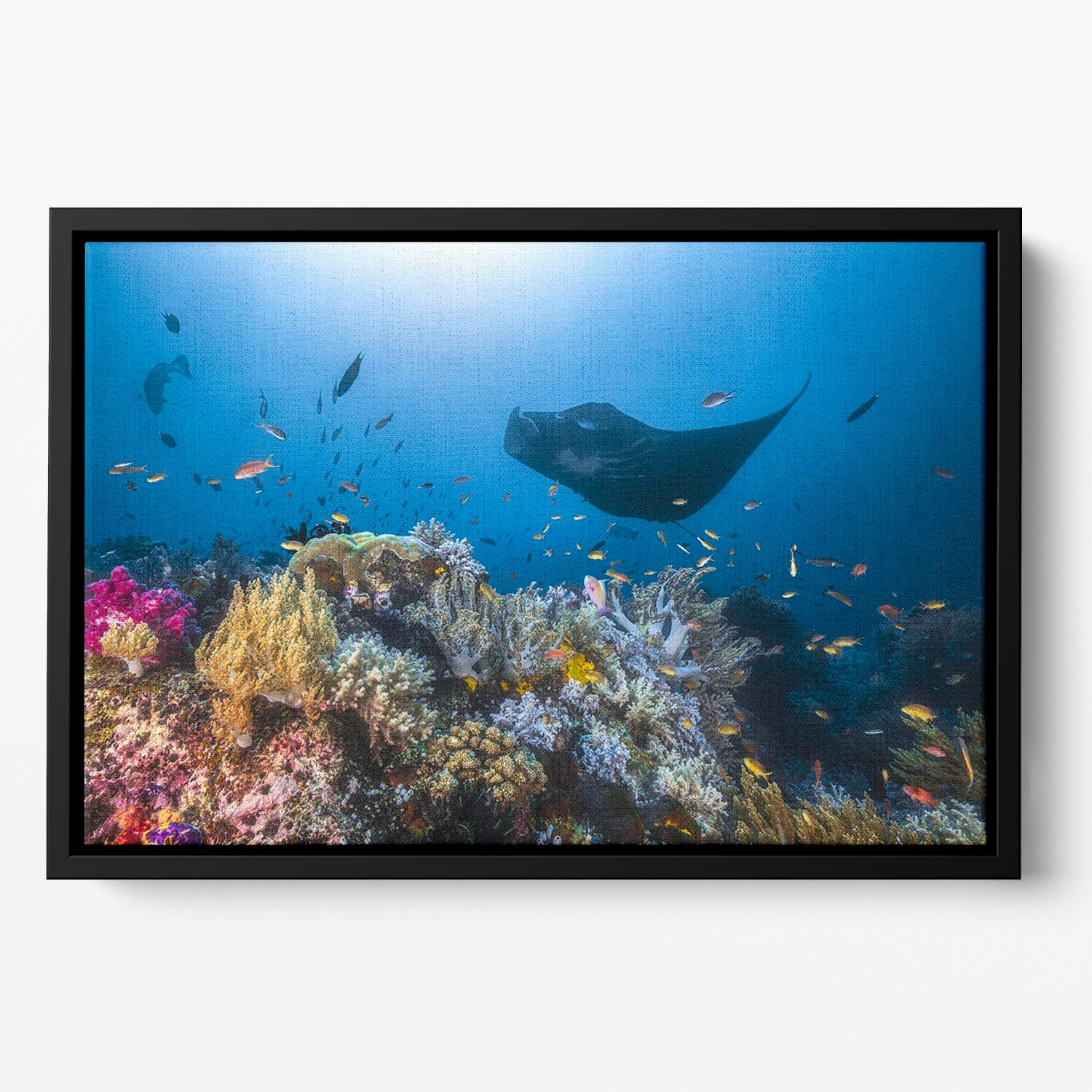 Manta Reef On The Reef Floating Framed Canvas - Canvas Art Rocks - 2