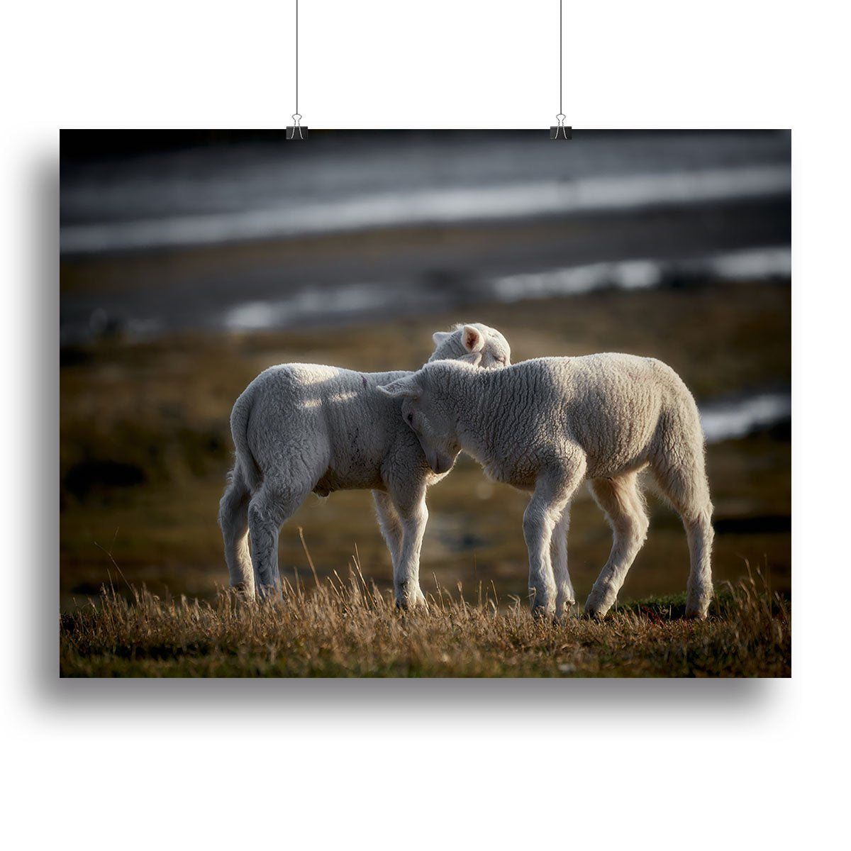 Lambs Canvas Print or Poster - Canvas Art Rocks - 2