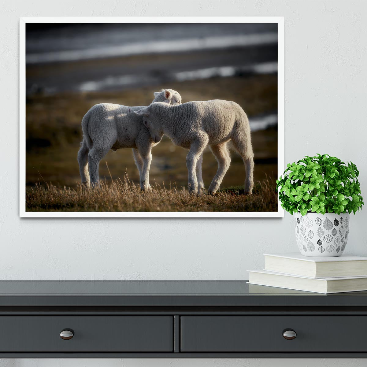 Lambs Framed Print - Canvas Art Rocks -6