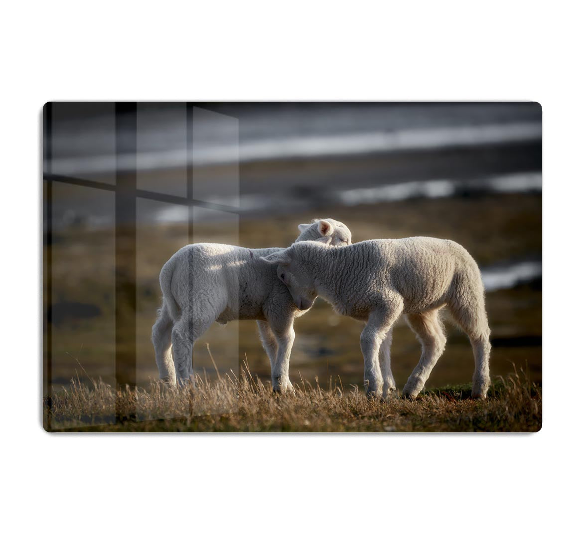 Lambs HD Metal Print - Canvas Art Rocks - 1
