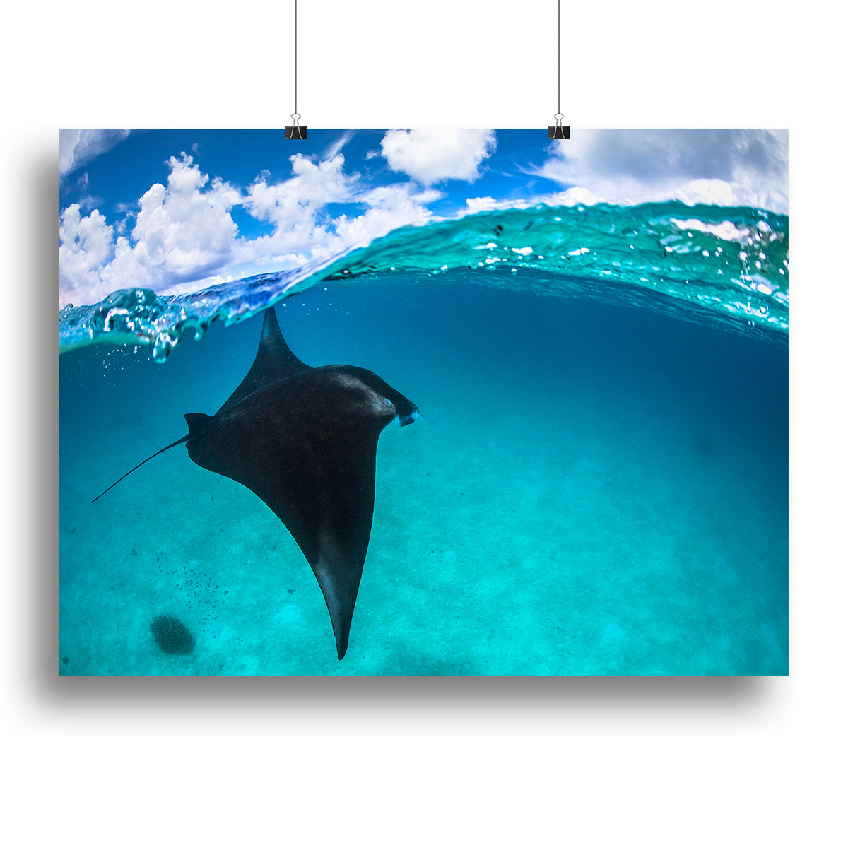 A Reef Manta Ray In Mayotte Canvas Print or Poster - Canvas Art Rocks - 2