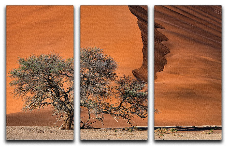 Acacia In The Desert 3 Split Panel Canvas Print - Canvas Art Rocks - 1
