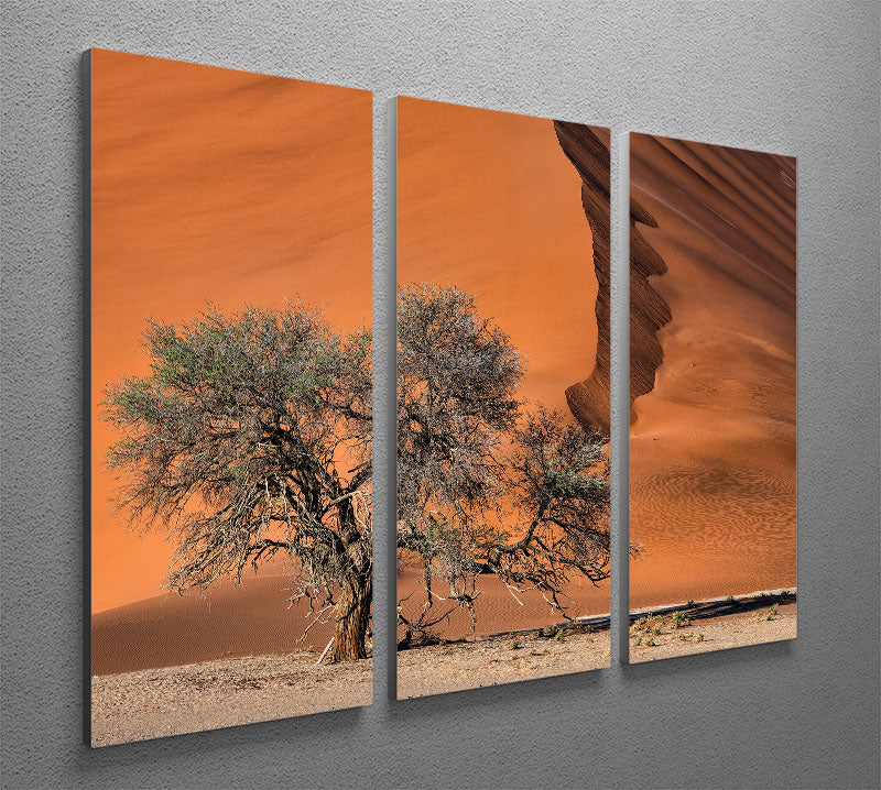 Acacia In The Desert 3 Split Panel Canvas Print - Canvas Art Rocks - 2